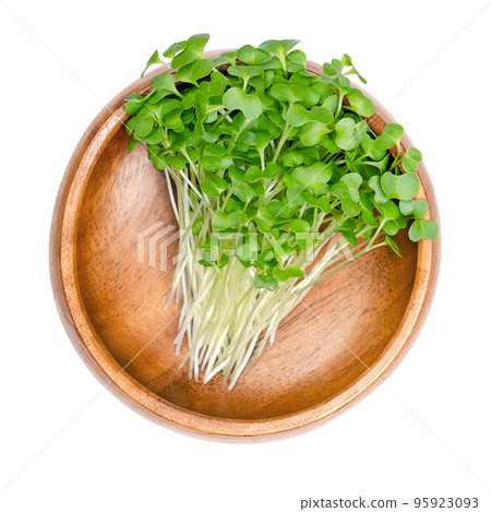 Siberian kale microgreens, in a wooden bowl. Fresh sprouts, green seedlings, young plants and shoots of Brassica napus var. pabularia. A rapeseed variety and winter-annual vegetable. Close-up. Photo. Siberian kale microgreens, in a wooden bowl. Fresh sprouts, green seedlings, young plants and shoots of Brassica napus var. pabularia. A rapeseed variety and winter-annual vegetable. Close-up. Photo. 95923093
