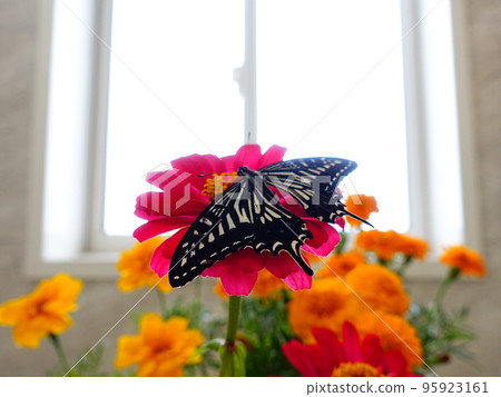 Swallowtail butterfly Swallowtail butterfly Nami swallowtail butterfly butterfly Swallowtail butterfly Swallowtail butterfly Nami swallowtail butterfly butterfly 95923161
