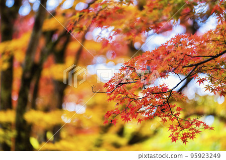 Autumn foliage on the approach to Hanitsu Shrine, Inawashiro Town, Fukushima Prefecture Autumn foliage on the approach to Hanitsu Shrine, Inawashiro Town, Fukushima Prefecture 95923249