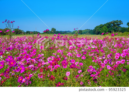 上尾市榎本牧場附近荒川河床的波斯菊田 上尾市榎本牧場附近荒川河床的波斯菊田 95923325