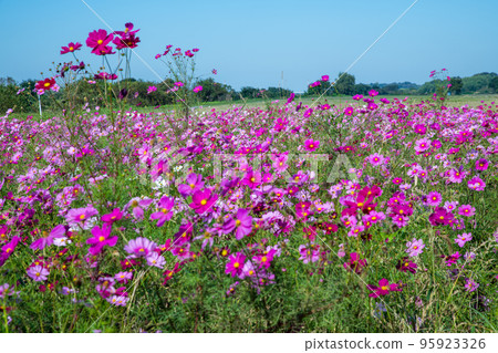 Cosmos field, Arakawa riverbed, near Enomoto ranch, Ageo city Cosmos field, Arakawa riverbed, near Enomoto ranch, Ageo city 95923326