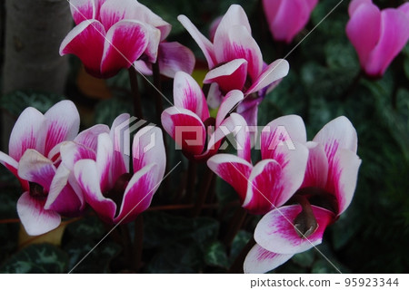 帶白色邊框的紅紫色仙客來花 帶白色邊框的紅紫色仙客來花 95923344