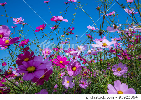 Cosmos field, Arakawa riverbed, near Enomoto ranch, Ageo city 95923364