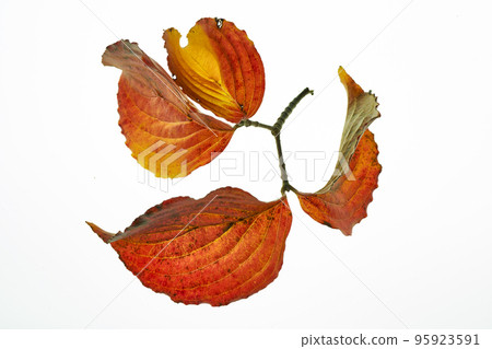 Leaves of Japanese dogwood with autumn colors and transmitted light 95923591