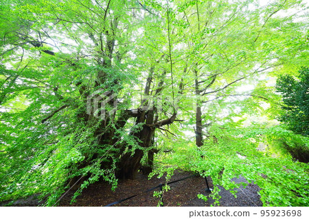 Ginkgo trees in Kita Kanegasawa wet in the rain in Fukaura, Aomori Prefecture, in early November Ginkgo trees in Kita Kanegasawa wet in the rain in Fukaura, Aomori Prefecture, in early November 95923698