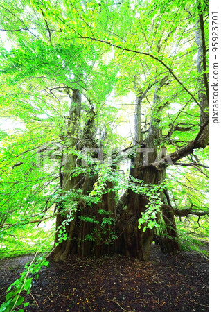 Ginkgo trees in Kitakanegasawa wet in the rain in Fukaura, Aomori Prefecture, in early November 95923701