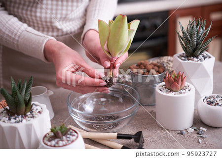 Woman holding Echeveria Succulent rooted cutting Plant with roots ready for planting Woman holding Echeveria Succulent rooted cutting Plant with roots ready for planting 95923727
