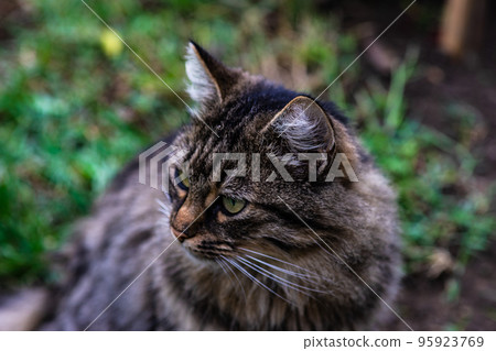 Three colors cat on sunny street Three colors cat on sunny street 95923769