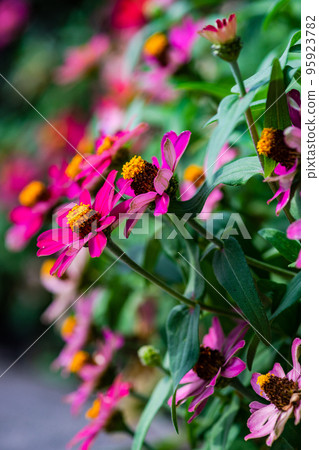 Tall Gold and Burgundy Coreopsis Tinctoria Wildflowers Tall Gold and Burgundy Coreopsis Tinctoria Wildflowers 95923782