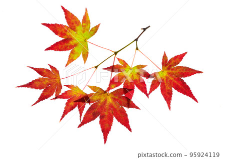 Transmitted light photography material of maple leaves at the beginning of autumn leaves Transmitted light photography material of maple leaves at the beginning of autumn leaves 95924119