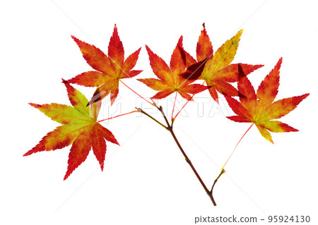 Transmitted light photography material of maple leaves at the beginning of autumn leaves Transmitted light photography material of maple leaves at the beginning of autumn leaves 95924130