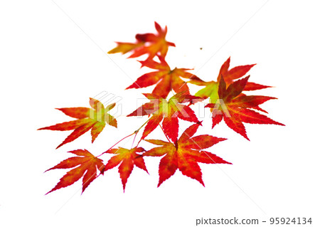 Transmitted light photography material of maple leaves at the beginning of autumn leaves Transmitted light photography material of maple leaves at the beginning of autumn leaves 95924134