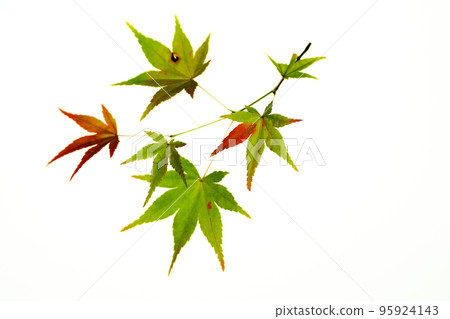 Transmitted light photography material of maple leaves at the beginning of autumn leaves Transmitted light photography material of maple leaves at the beginning of autumn leaves 95924143
