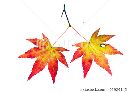 Transmitted light photography material of maple leaves at the beginning of autumn leaves Transmitted light photography material of maple leaves at the beginning of autumn leaves 95924145