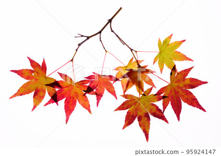 Transmitted light photography material of maple leaves at the beginning of autumn leaves Transmitted light photography material of maple leaves at the beginning of autumn leaves 95924147