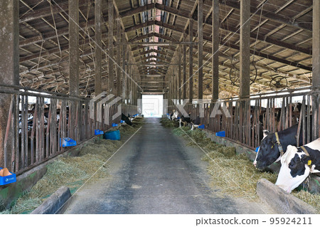 [Cow in cowshed] 95924211