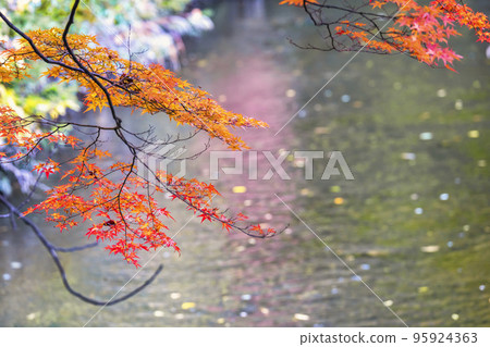 福島縣豬苗代町秋天的土田堰和秋葉的半津神社 福島縣豬苗代町秋天的土田堰和秋葉的半津神社 95924363
