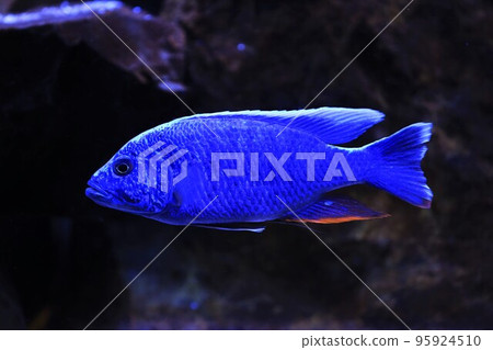 Schiaenochromis ferrieri 95924510