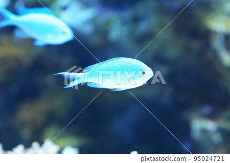 Devasuzumei 95924721