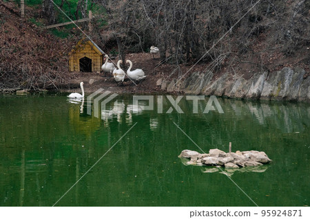 Swans on the lake at early spring Swans on the lake at early spring 95924871
