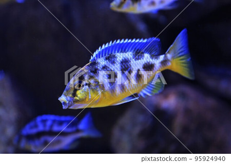 寧波紅豆杉 95924940