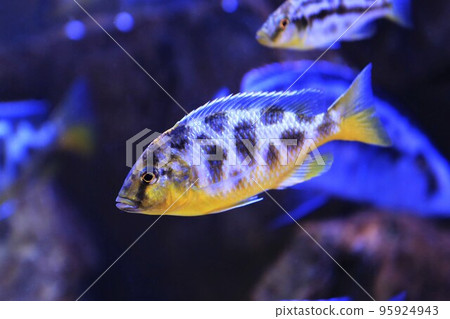 Ningbochromis Benestus Ningbochromis Benestus 95924943