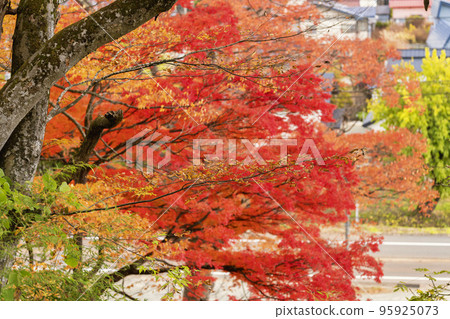 龜城城跡公園(舊城跡)的秋景 福島縣豬苗代町的紅葉 龜城城跡公園(舊城跡)的秋景 福島縣豬苗代町的紅葉 95925073