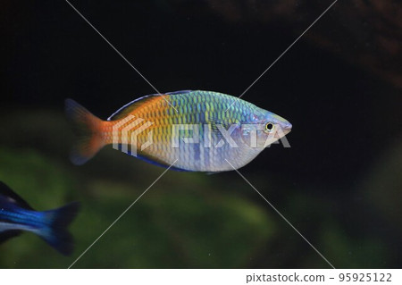half orange rainbow half orange rainbow 95925122