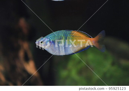 half orange rainbow half orange rainbow 95925123