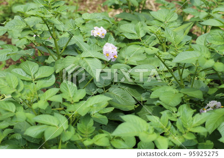 Potato flowers that bloom in early summer Potato flowers that bloom in early summer 95925275