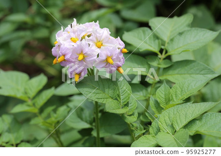 初夏盛開的馬鈴薯花 95925277