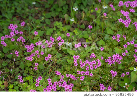 初夏公園叢生的酢漿草花 初夏公園叢生的酢漿草花 95925496