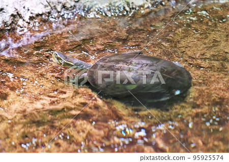 馬來箱龜 95925574