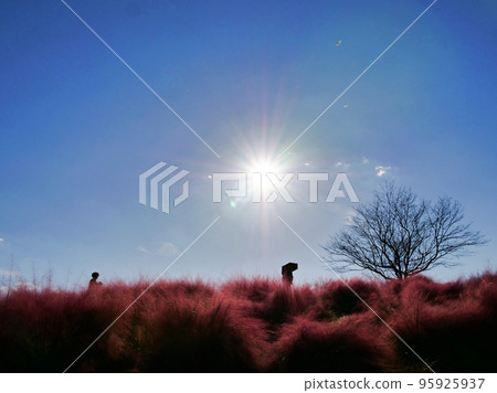 大阪吹田世博會'70 紀念公園 Muhlenbergia Hill (Hana no Oka) 紅紫色(深秋) 大阪吹田世博會'70 紀念公園 Muhlenbergia Hill (Hana no Oka) 紅紫色(深秋) 95925937