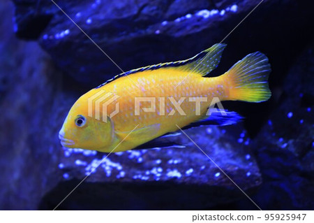 藍唇魚 95925947