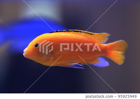 藍唇魚 95925949