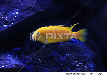 藍唇魚 95925950