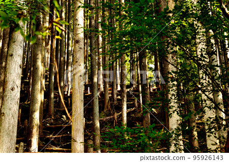 奧多摩湖水源林檜柏風光 95926143