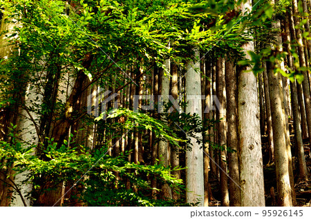 Scenery of Hinoki cypress in Okutama lake water source forest 95926145