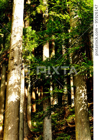 奧多摩湖水源林檜柏風光 95926147