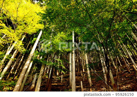 奧多摩湖水源林檜柏風光 95926150