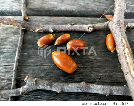Acorn Acorn 95926171