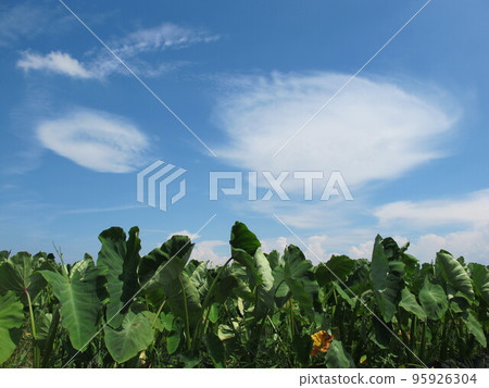 field and summer sky field and summer sky 95926304