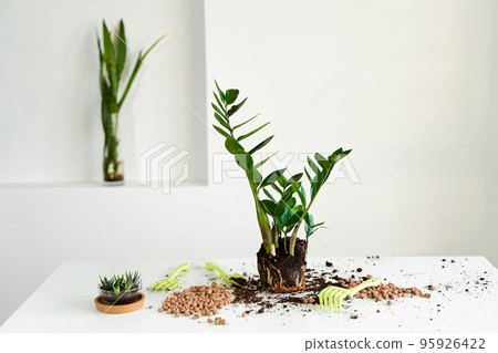 The home flower has grown and needs to be transplanted into a large pot. Hobby for flower care The home flower has grown and needs to be transplanted into a large pot. Hobby for flower care 95926422