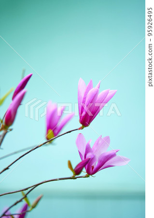 Blooming magnolia flowers in the city park 95926495