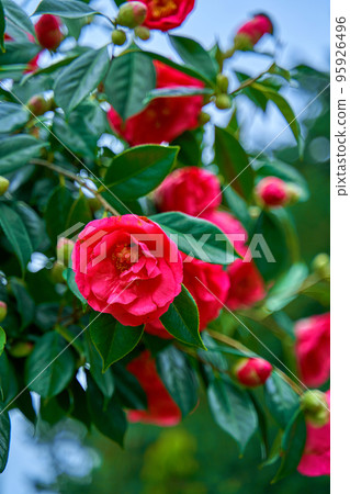 Blooming camellia flowers in the city park 95926496