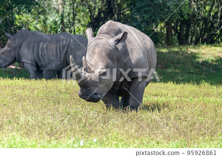 Rhino advances in the wild  95926861