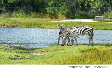 A couple of zebras graze on the lawn A couple of zebras graze on the lawn 95926862