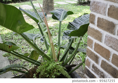 Air purifying plants for home Air purifying plants for home 95927255