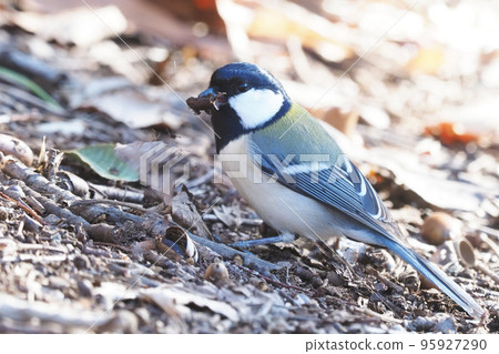 Great tit 95927290